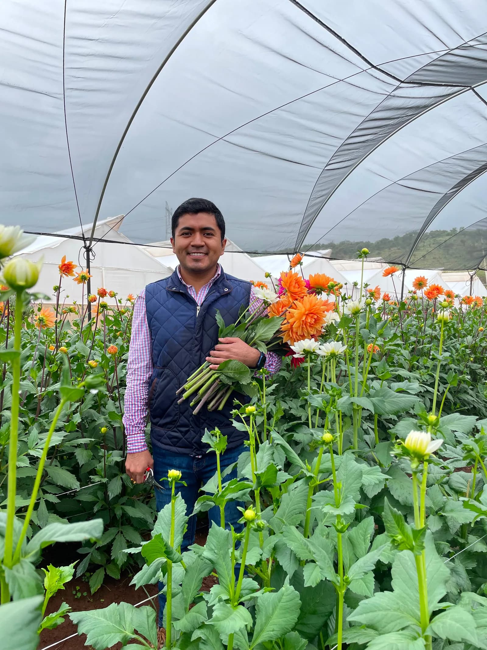 El Dr. Marco Villegas entre dalias en flor en un invernadero, con un ramo recién cortado.